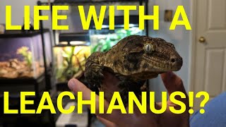 Life With A LEACHIANUS GECKO! (Care Tips and Setup!!)