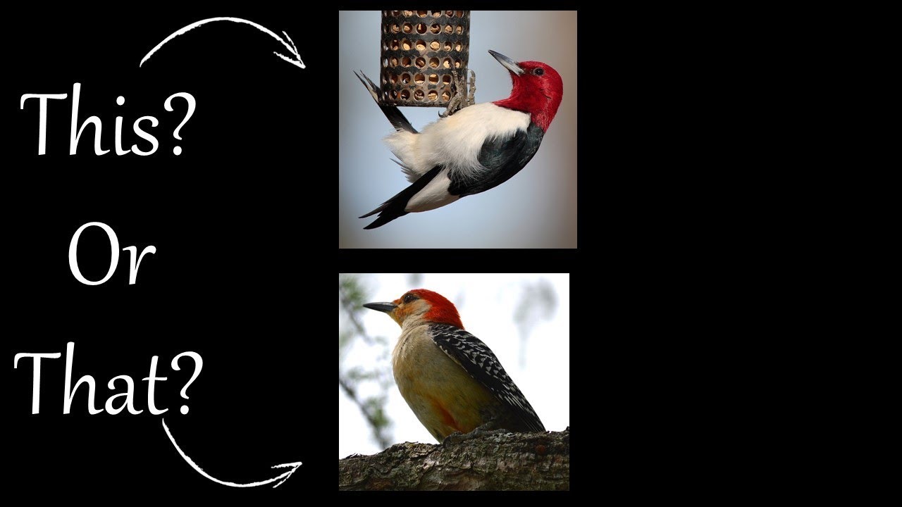 What'S The Difference Between A Red-Headed Woodpecker And A Red Bellied Woodpecker?