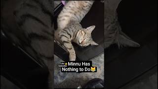 😺మిన్ను వారమంతా ఇదే పని!😂#minnu#catshorts#funn ycat#cat lovers#ytshorts#telugu shorts# shorts