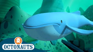 @Octonauts -  🐋 The Mixed Up Whales 🐋 | Season 1 | Full Episodes | Cartoons for Kids