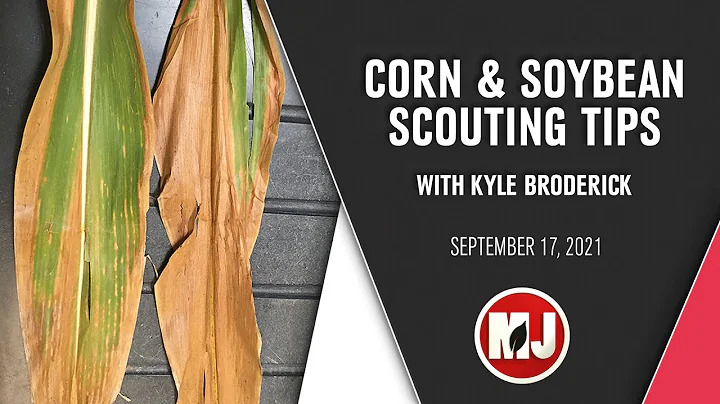 Corn & Soybean Scouting Tips | Kyle Broderick | Se...