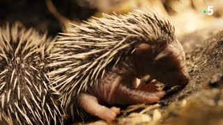 Cute hedgehog babies