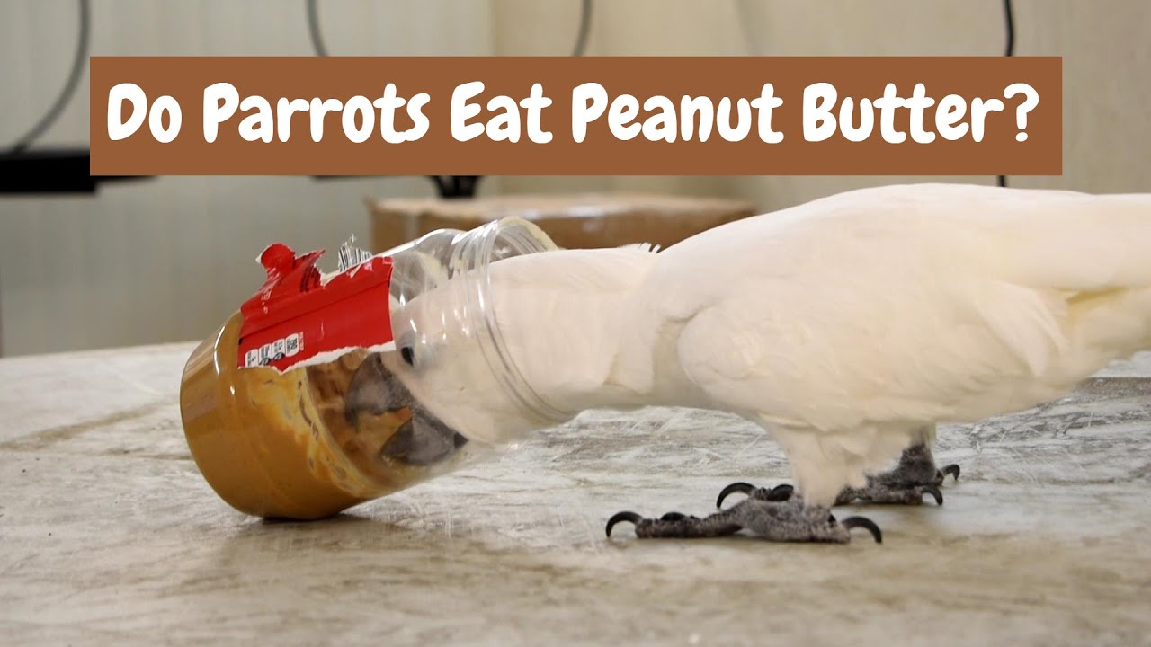 Can Parrots Have Peanut Butter? Nutty Facts Revealed