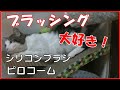 【猫】ブラッシング,シリコンブラシとピロコーム