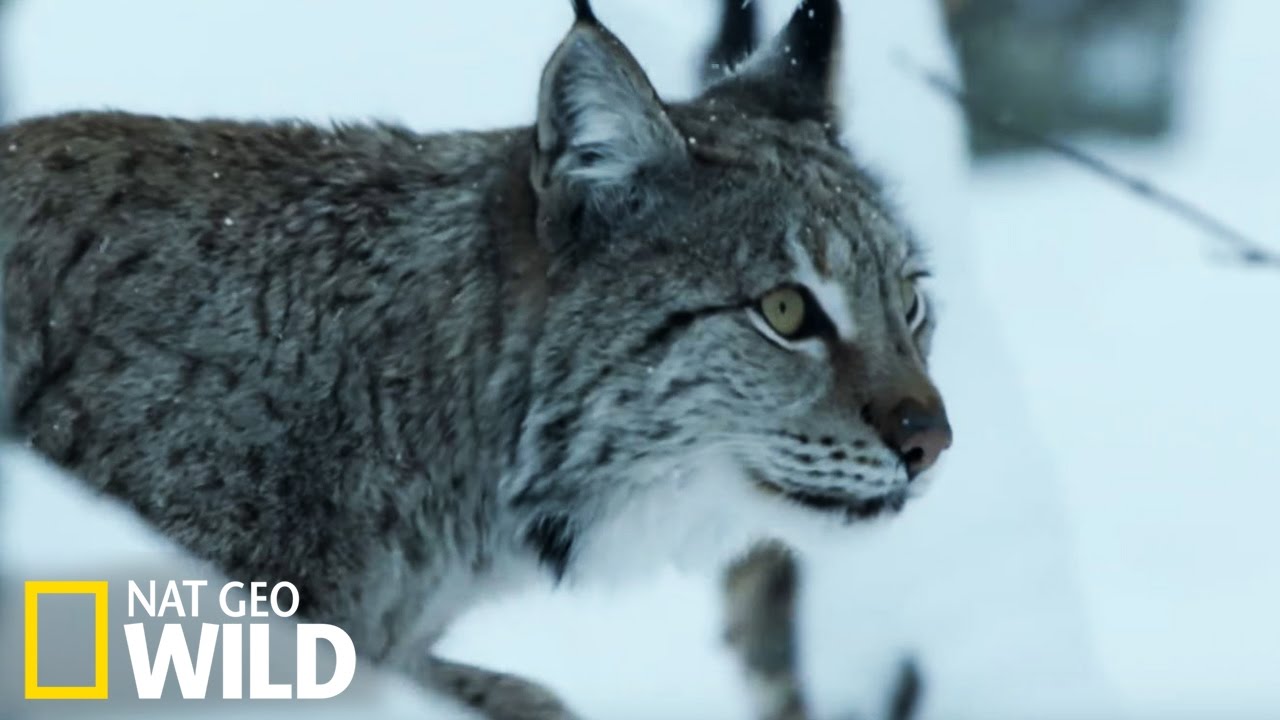 Le lynx boréal, Lynx lynx - Animaux sauvage