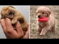 Golden Retriever Puppies That Will Put You in Happy Mood in 20sec, Try It