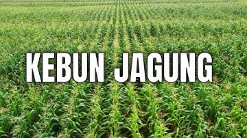 KEBUN  JAGUNG  DRONE FOOTAGE