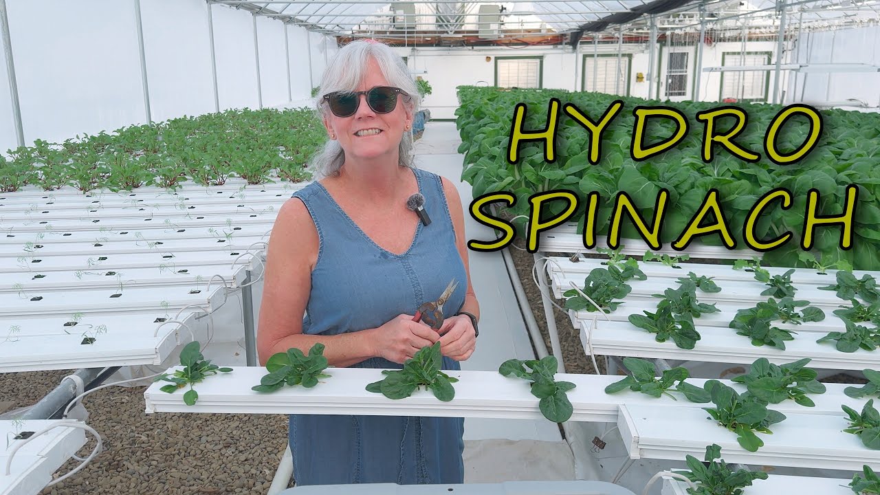 Harvest Hydroponic Spinach 5 Times From The Same Plant - My Honest Results!