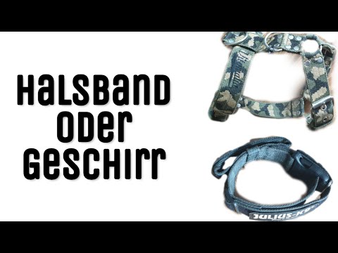 Halsband oder Geschirr