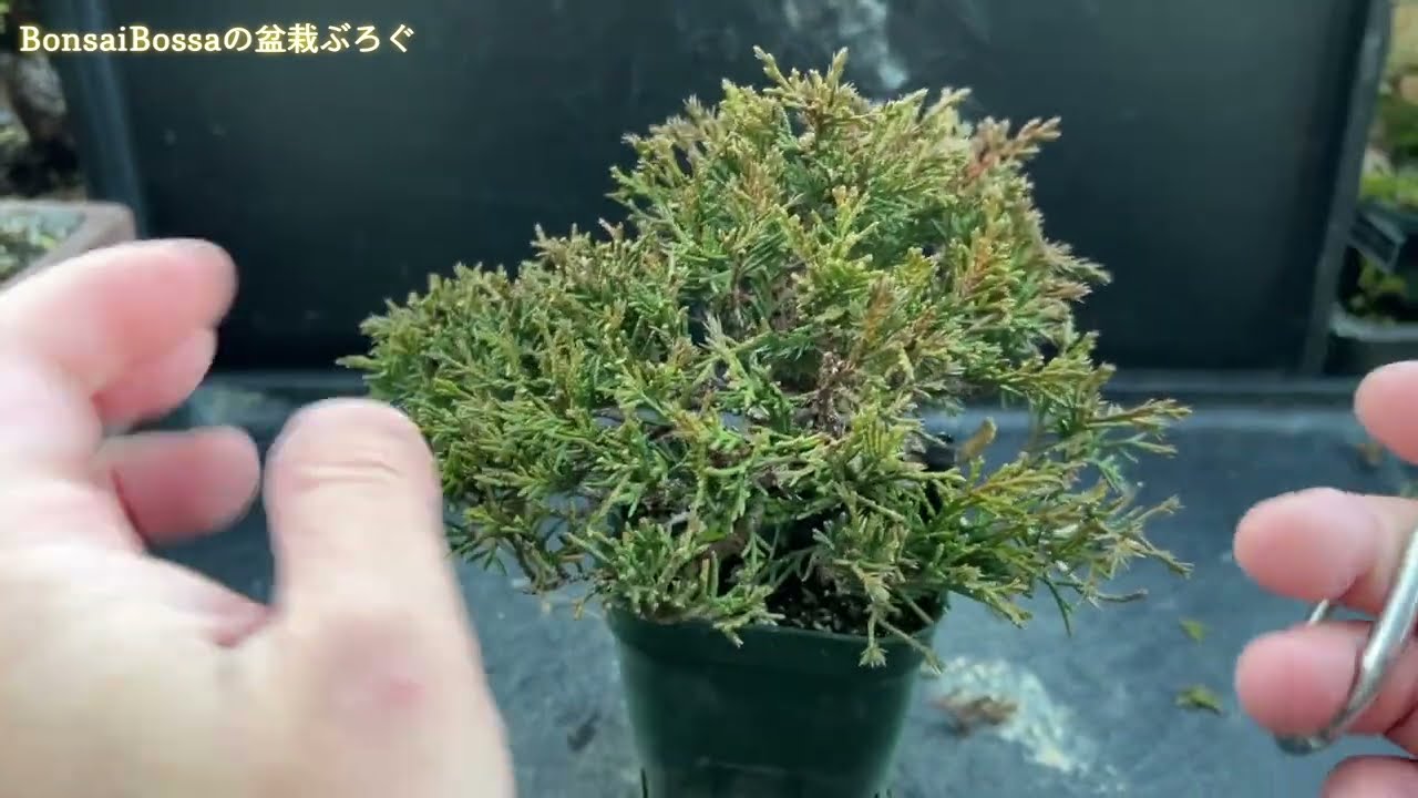 SNP] Shaping a Shimpaku Juniper #bonsai - YouTube