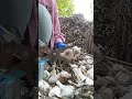 How Farmers Harvest and Trim Garlic Bulbs