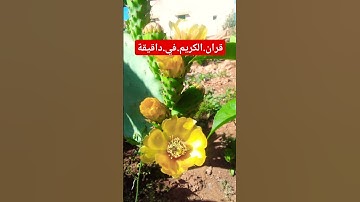 سورة.مريم.خالد.الجليل #المصحف #quran #راحة_نفسية #لايك #دويتو #اكسبلور احترم.القران.دقيقة #متابعه