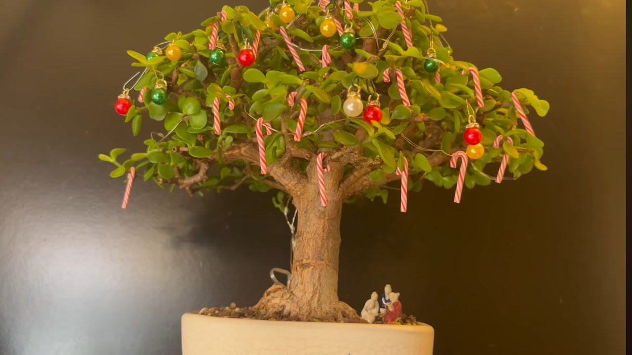 bonsai tree fully grown Bonsai Tree - Australian Willow Tree Cutting - Nice Thick Trunk