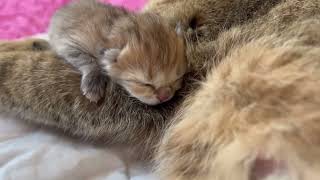 Kitten Nursing from Momma Cat