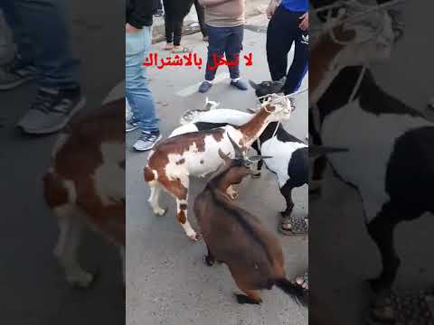 صخول قطريات السعر ابلاش شلع السعر بالمقطع سوق الغزل يوم الجمعه ٢٠٢٢ ٤ ١٥