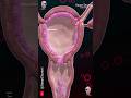 Menstrual Cycle Ovulation Menstruation 