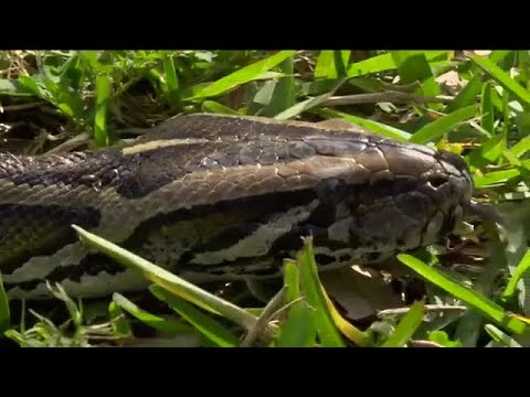 Invasive Burmese pythons slithering their way north in Florida