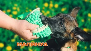 Малинуа Шарк первые шаги в дрессировке | дрессировка собак Самара Малинуа Шарк первые шаги в дрессировке | дрессировка собак Самара