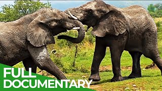 King of the Elephants | Free Documentary Nature