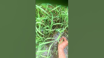 Cá Lóc Khủng Trên Kênh Nước - Giant Snakehead Fish in the Water Channel