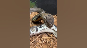 Hungry KING COBRA! #shorts #short #kingcobra #animals #reptiles #chandlerwildlife #wildlife