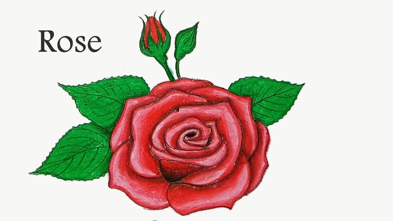  How to draw  rose with oil  pastel  step  by step  YouTube