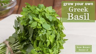 Sow Right Seeds | Grow Greek Basil from Seed