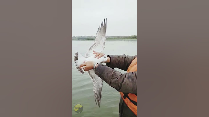 Это просто ШОК!!! Кого мы поймали? #shorts #чайка #рыбалка #Larus #ridibundus