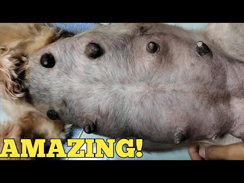 HOW TO FEEL PUPPIES IN DOGS BELLY? PUPPIES MOVING IN BELLY