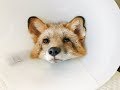 Fig The Fox Gets Neutered