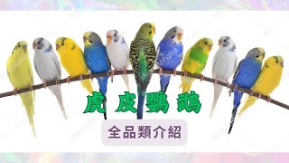 There are so many different types of budgies? I'm blown away!