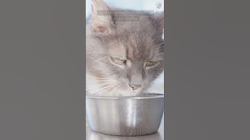 How Old is Your Cat in Human Years? Cat Age Calculator