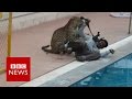 Indian leopard on the loose  again  bbc news