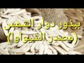 أضرار الشيواوا على الصحة و فوائدها- CHIWAWA