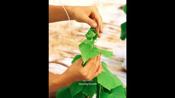 Securing Growth: How To Tie Cucumber Hands to Strings for Maximum Support