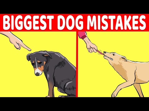 15 Terrible Mistakes Dog Owners Make