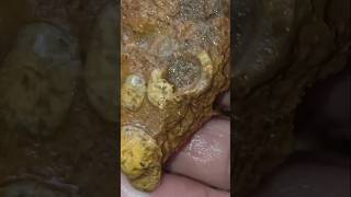 340 Million Year Old Fossils in an Alluvial Rock