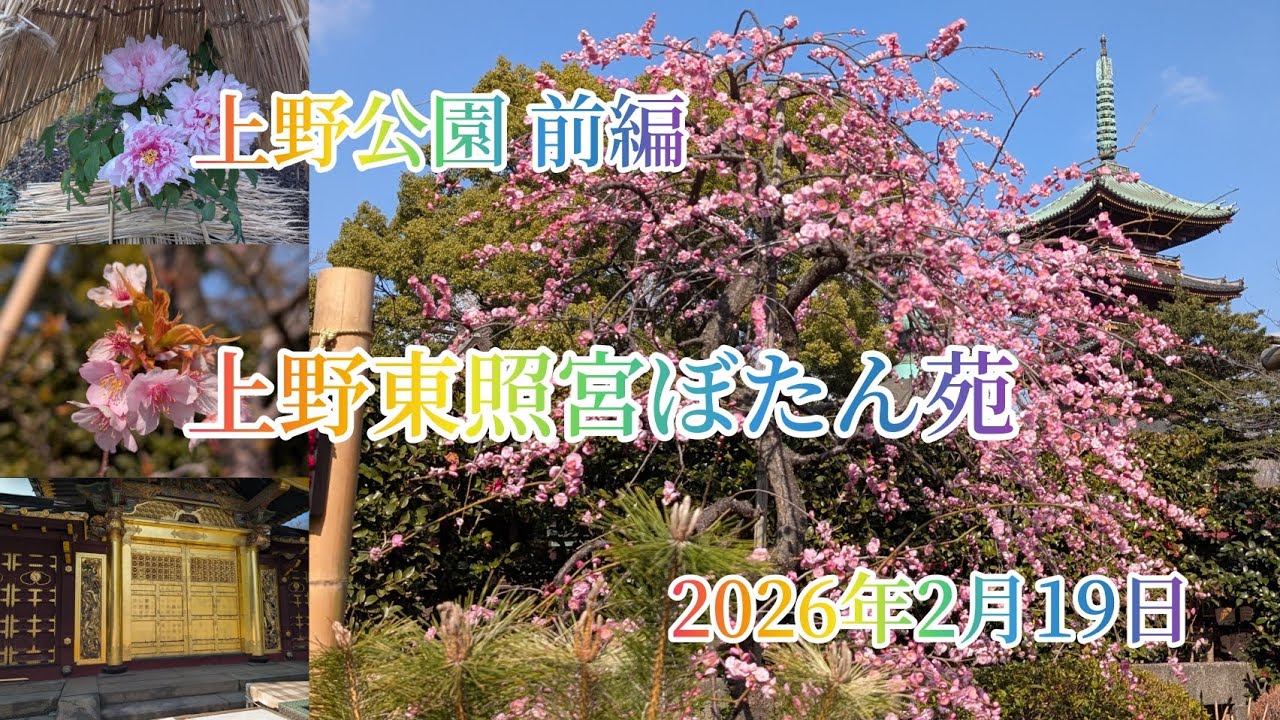 上野公園 前編 上野東照宮ぼたん苑 2026年2月19日