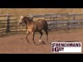 Myers performance horses  fall 2016 commercial