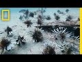 Divers Fight the Invasive Lionfish | National Geographic