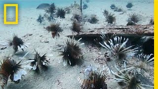 Divers Fight the Invasive Lionfish | National Geographic