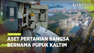 Pupuk Kaltim, dari Bontang ke Timur Nusantara untuk Dunia screenshot 2