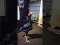 ceker pedas #ayamberkualitas #ayam #ayambangkok #roosterfarm #peternakmuda #animals #shorts