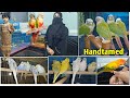 Drgazala homebreed birds  conure buggies