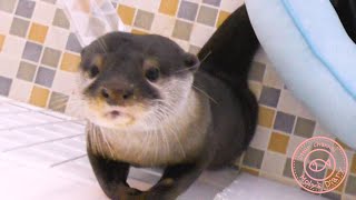 カワウソ赤ちゃん、ママはいたずらっこで甘えん坊！Naughty and Pamper! 【baby otter】 by カワウソ-Otter channel 1,310 views 2 years ago 3 minutes, 55 seconds