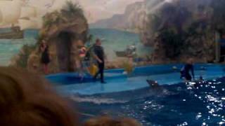 Харьковский дельфинарий (Kharkov Dolphinarium)