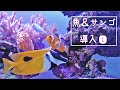 海水魚水槽の立ち上げ後のお魚&サンゴ追加❀#1