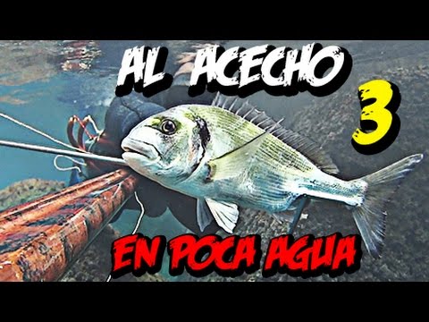 pesca submarina profunda Pesca Submarina Al ACECHO en POCA AGUA, capitulo 3, una DORADA POTENTE, y un SARGO MUTANTE!!!