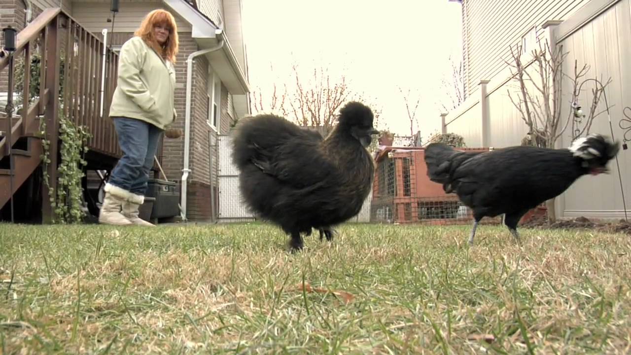 Staten Island Chickens Miss Harper Can Do It YouTube