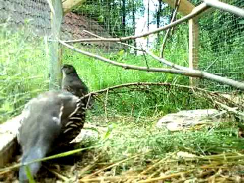 California quail diet